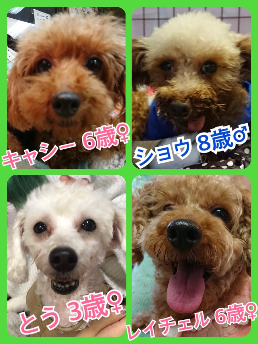 今日11月11日はワンワンワンワンの日🐶🐾今日の里親様募集中ワンコ🐶メンバーです🐾2018,11,11